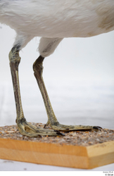 Leg Bird Animal photo references